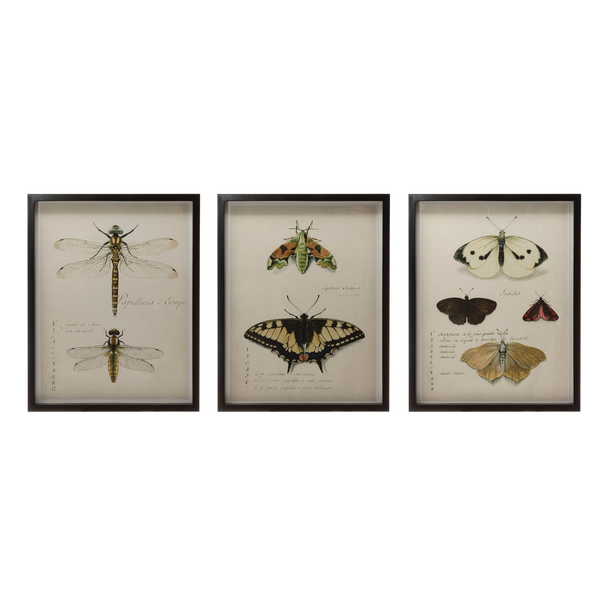 Wood Framed Wall Decor with Insects
